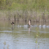 IMG_9512.JPG Goose attack!