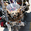 Sturgis 2009 : Sturgis, SD motorcycle rally